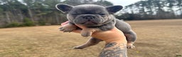 French Bulldog dogs for sale: French Bulldog Puppy 2 - Ad 4