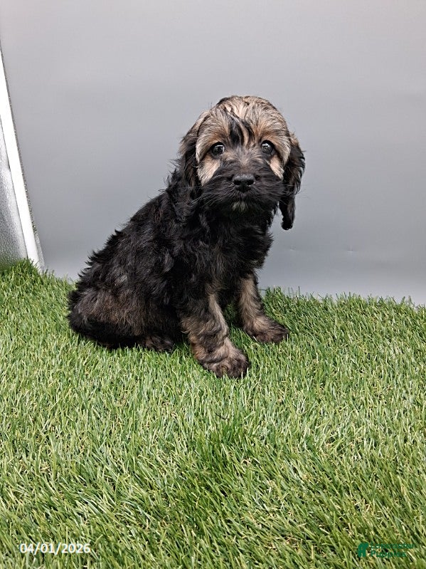 Cockapoo dogs Carla - Ad 2