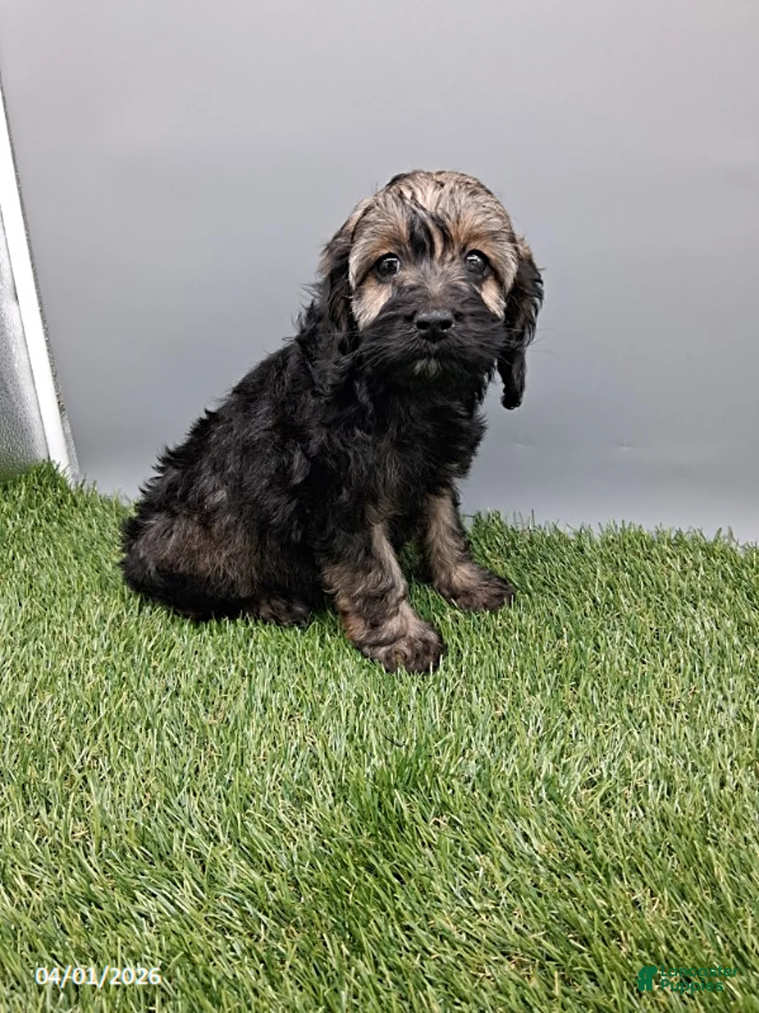 Cockapoo dogs for sale: Carla - Ad 2