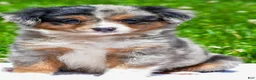 Miniature Australian Shepherd dogs for sale: Felisha - Ad 3