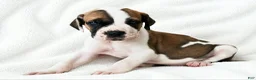 Great Dane dogs for sale: Pepin  - Ad 3