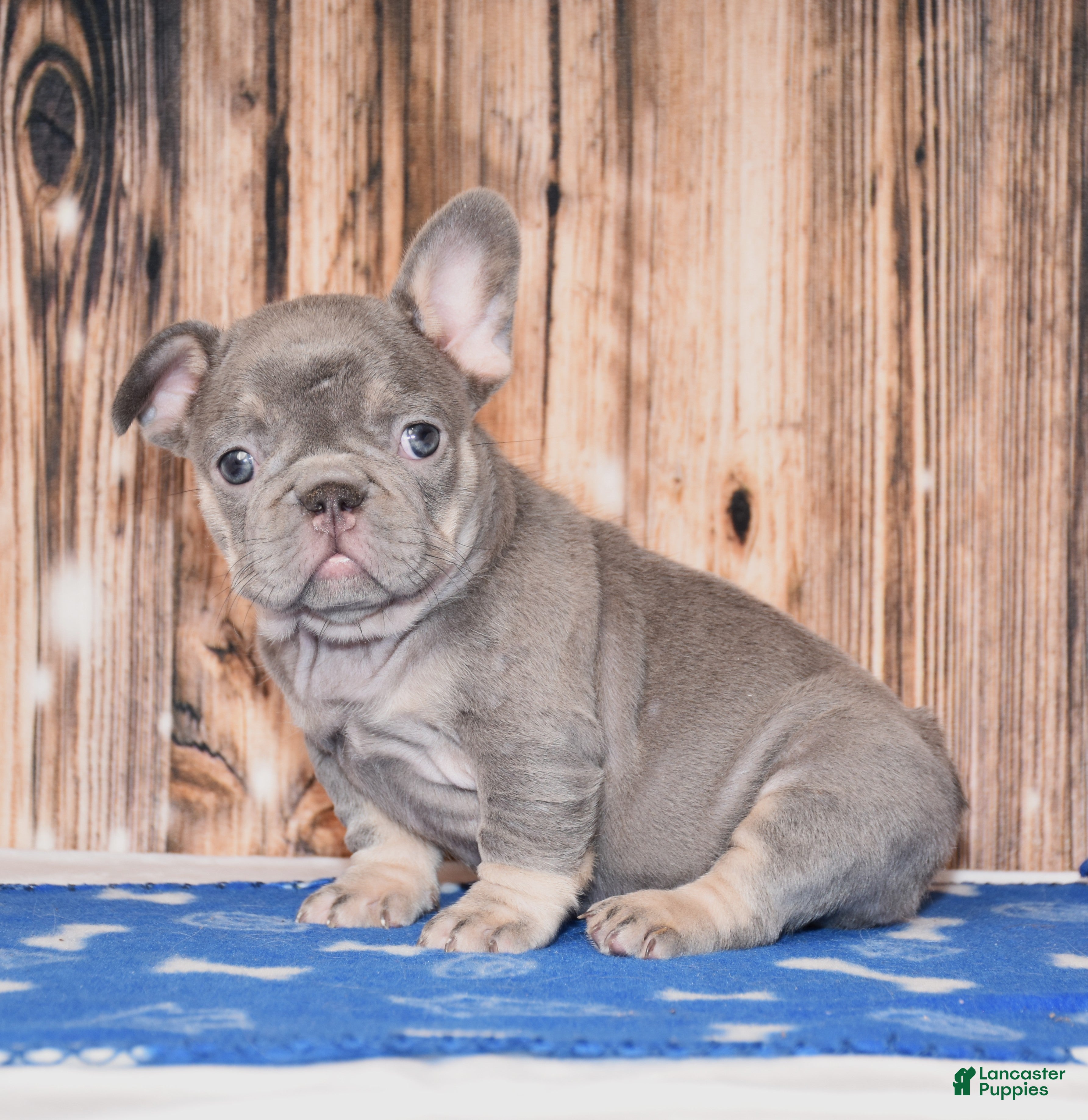 French Bulldog dogs Paisley  - Ad 1