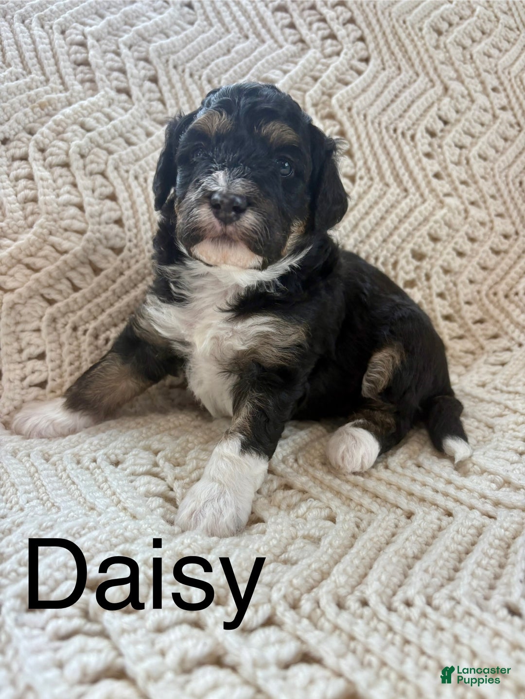 Mini Bernedoodle dogs for sale: Mini Bernedoodle Puppy 4 - Ad 1