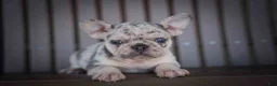 French Bulldog dogs for sale: 🐾 Meet Knox — A Happy Little Frenchie with Plenty of Love to Give! 🐾 - Ad 9