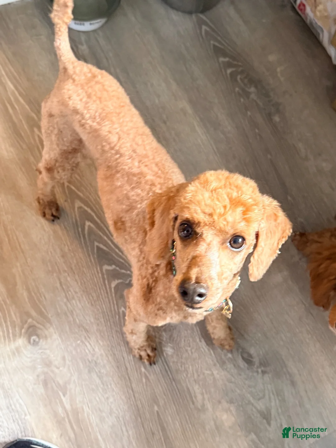 Toy Poodle dogs for sale: Toy Poodle 1 - Ad 3