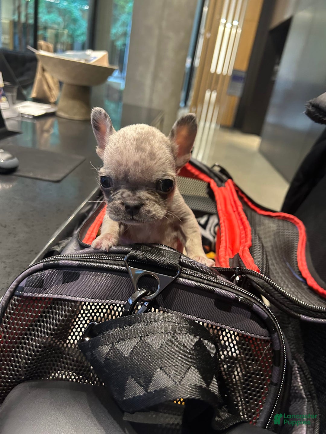 Gallery Image {{count}}