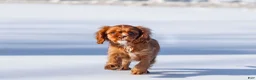 Cavalier King Charles Spaniel dogs for sale: Colsen - Ad 17