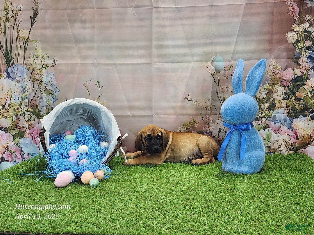 Mixed Breed dogs for sale: 2025 Bloodahoula Male 1 "Huck" - Ad 3