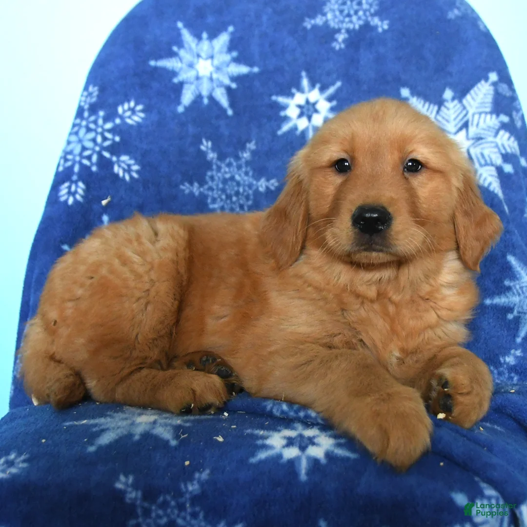 Golden Retriever dogs for sale: Weston - Ad 3