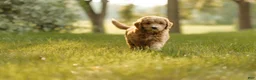 Mini Goldendoodle dogs for sale: Charlie - Ad 4