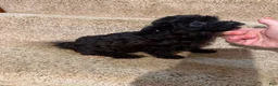 Yorkiepoo dogs for sale: Jinx - Ad 7
