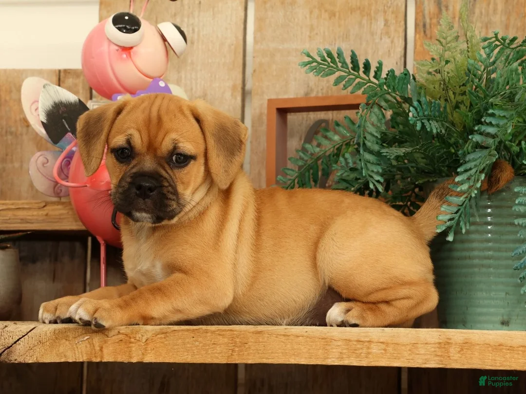 Puggle dogs for sale: Atlanta - Ad 2