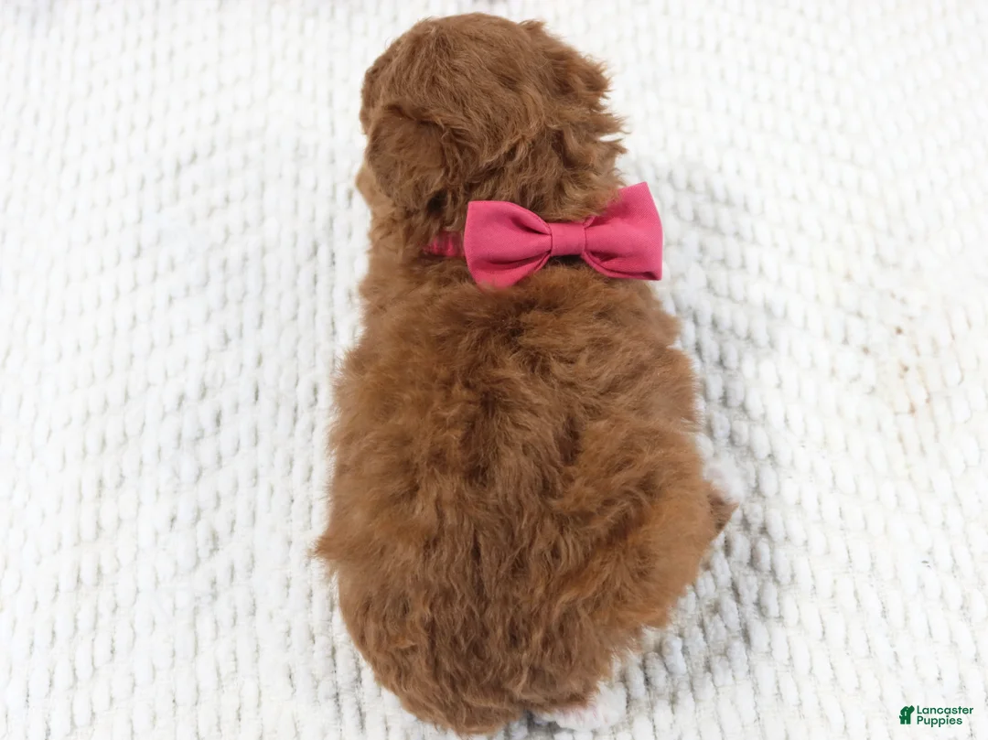 Toy Poodle dogs for sale: Lovebug - Ad 6