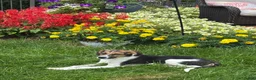 Mixed Breed dogs for sale: Teddy - Ad 4