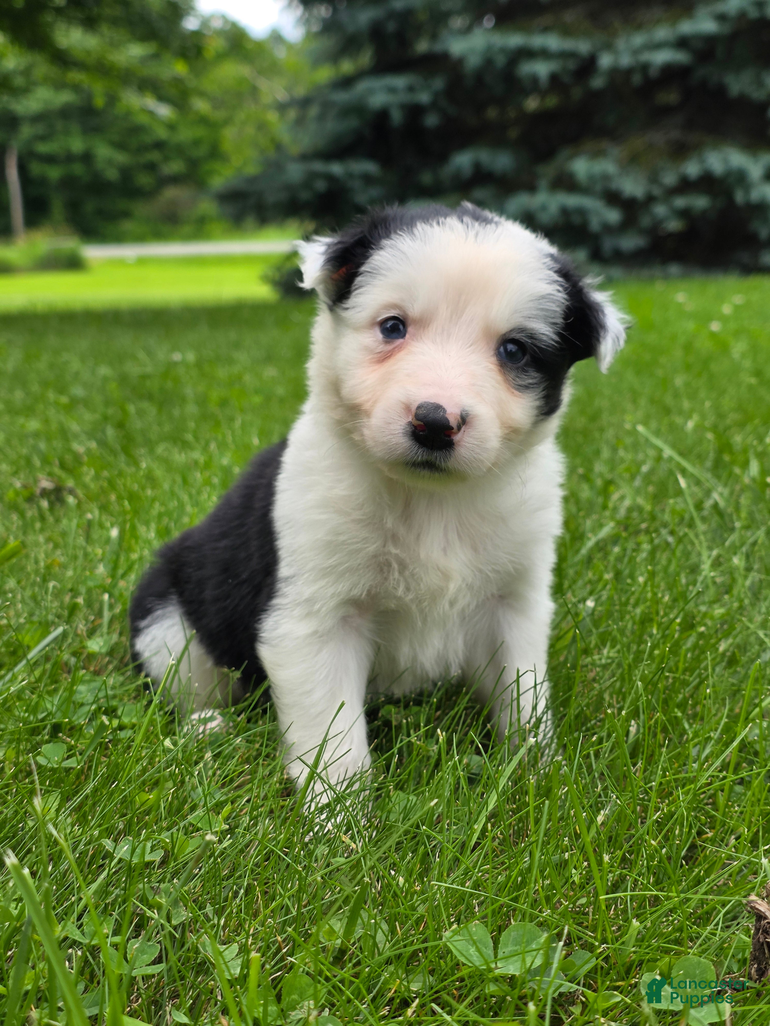 Border Collie dogs Gordy - Ad 2