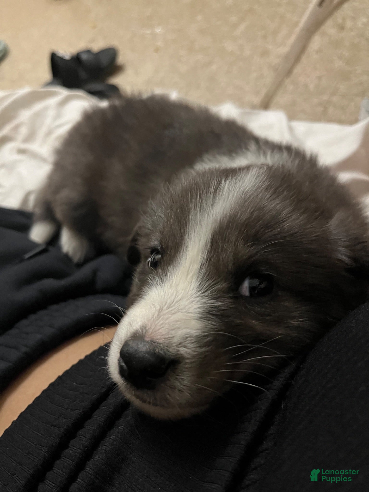Mixed Breed dogs Mixed Breed 2 - Ad 18