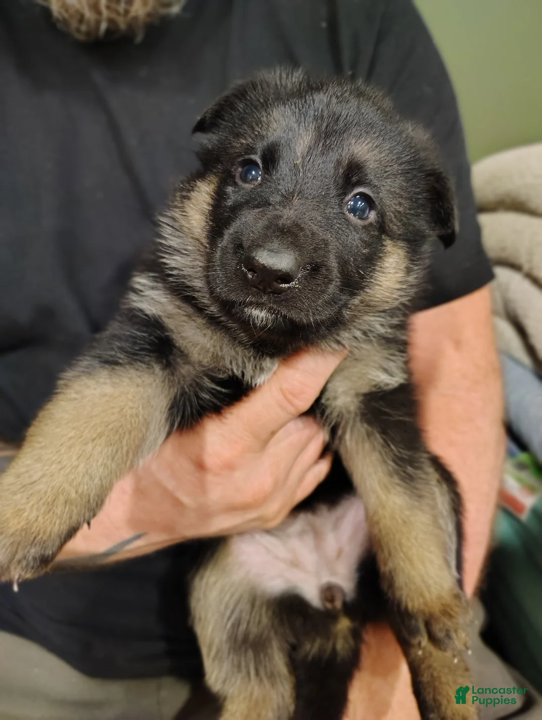 German Shepherd dogs for sale: Nova - Ad 2