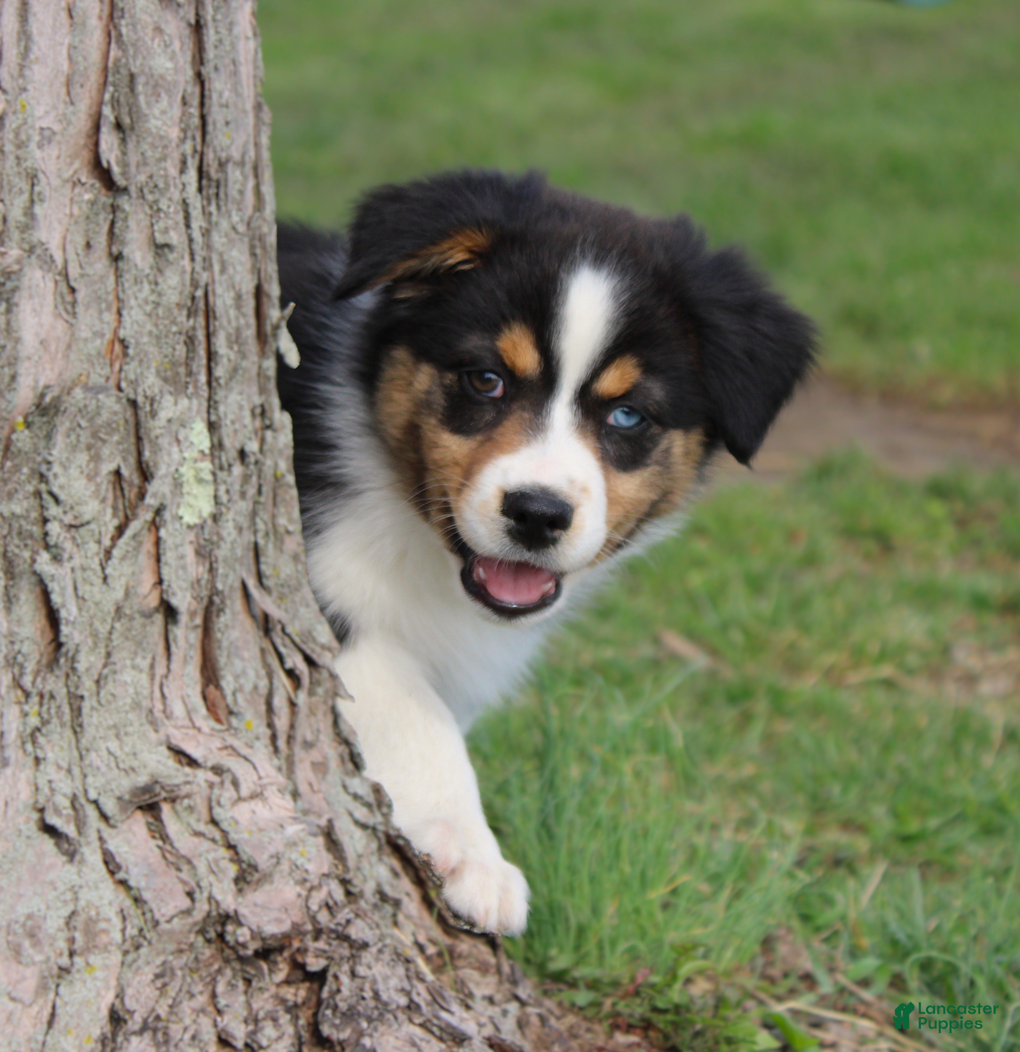 Australian Shepherd dogs Twig - Ad 2