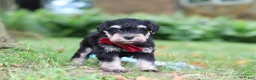 Miniature Schnauzer dogs for sale: Kobe - Ad 4