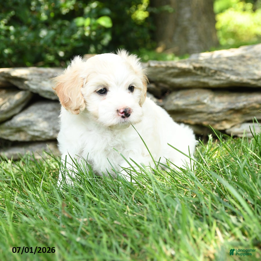 Maltipoo dogs for sale: Sailor - Ad 3