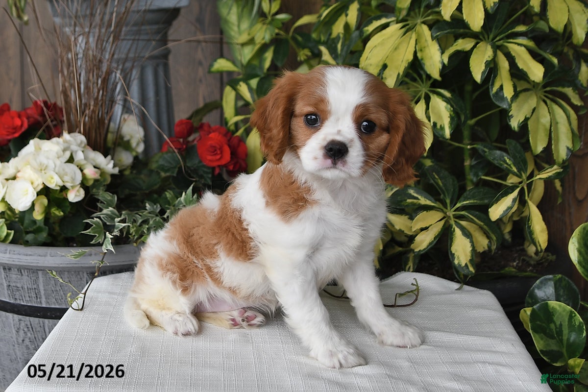 Cavalier King Charles Spaniel dogs for sale: Dolly - Ad 1