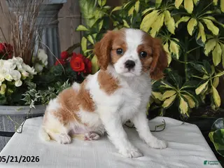Cavalier King Charles Spaniel dogs for sale: Dolly - Ad 1