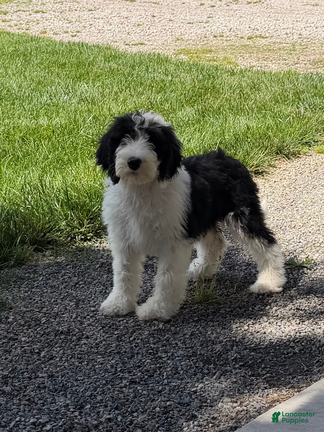 Sheepadoodle dogs Becky - Ad 1