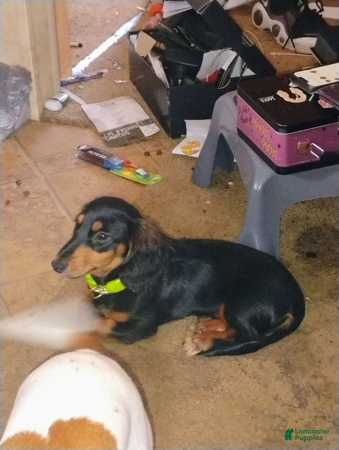 Gallery Image {{count}}