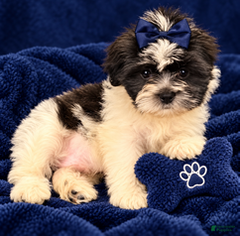 Shorkie dogs for sale: Boy 2 - Ad 2