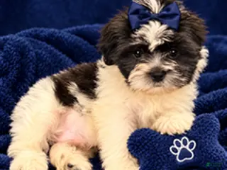 Shorkie dogs Boy 2 - Ad 1