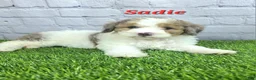 Mini Bernedoodle dogs for sale: Sadie - Ad 7