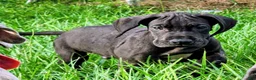 Great Dane dogs for sale: Max - Ad 2