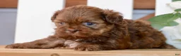 Shih Tzu dogs for sale: Betty - Ad 5