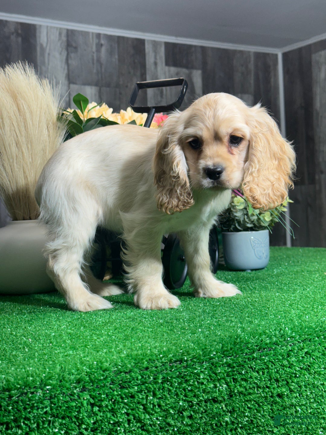 Cocker Spaniel dogs for sale: Odette - Ad 2