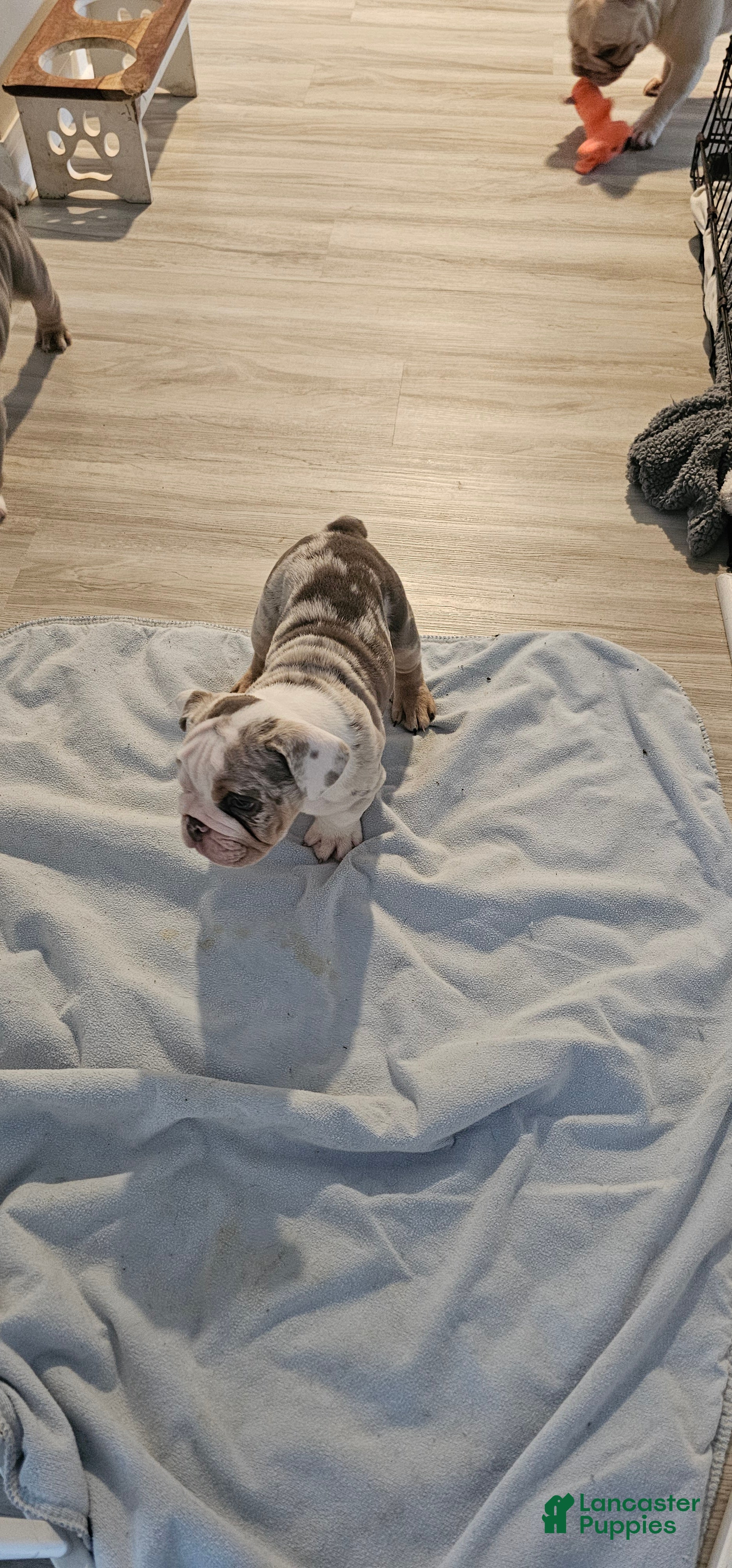 English Bulldog dogs English Bulldog 2 - Ad 2