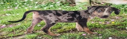Catahoula Leopard Dog dogs for sale: Bug 2026 Male 2 - Ad 2