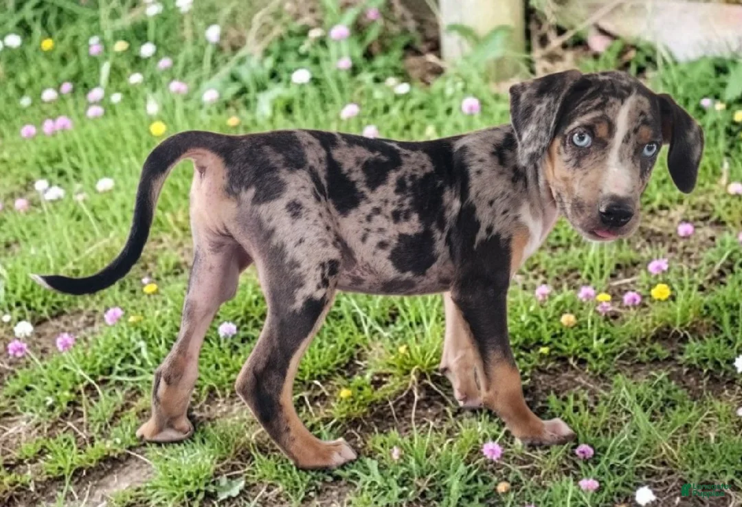 Catahoula Leopard Dog dogs for sale: Bug 2026 Male 2 - Ad 2