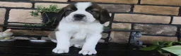 Saint Bernard dogs for sale: Maria - Ad 4