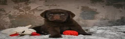 Labrador Retriever dogs for sale: Scout - Ad 9