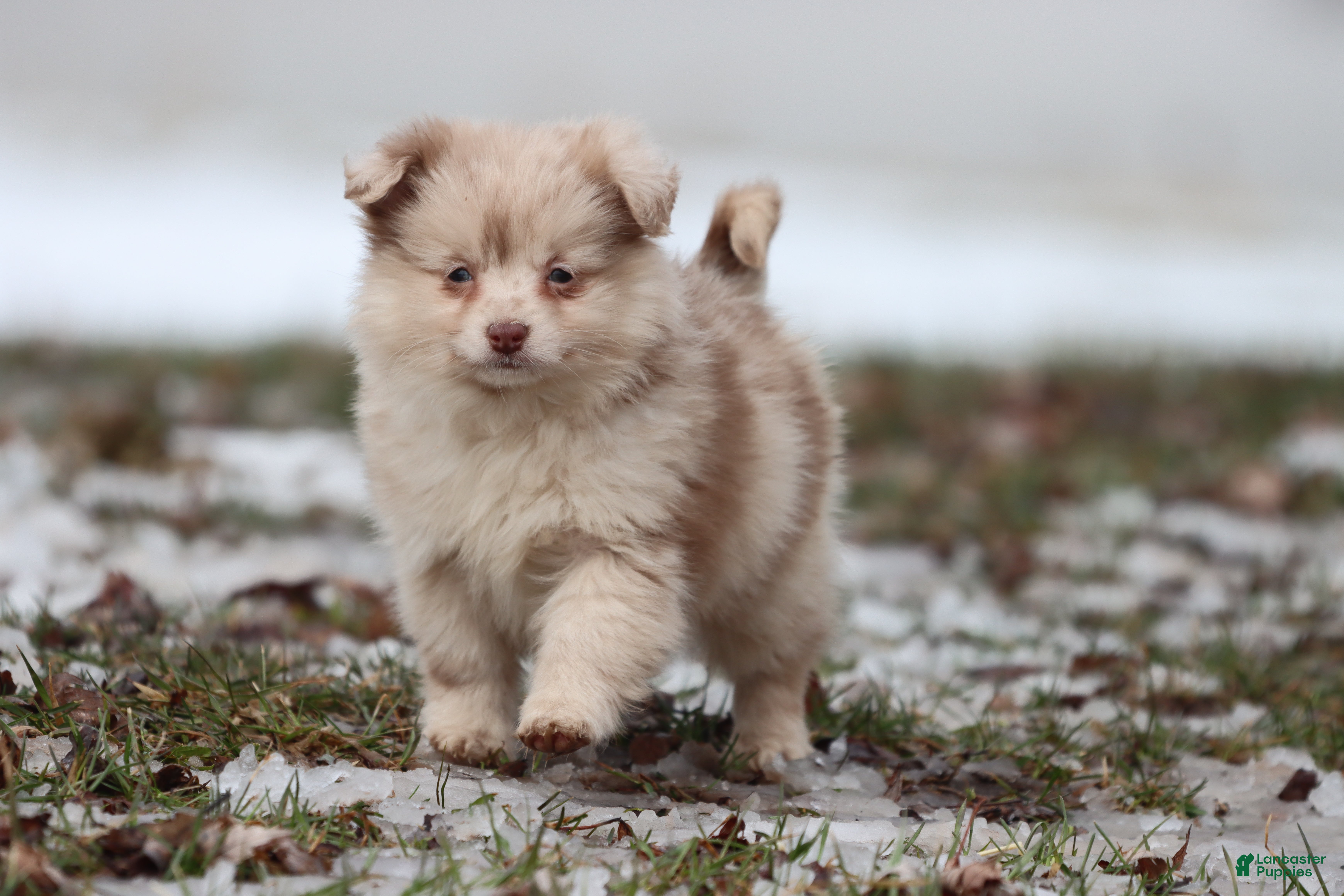 Mixed Breed dogs Teaspoon - Ad 12