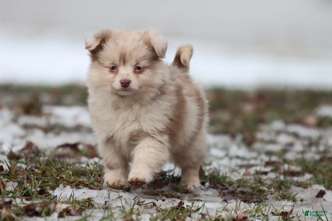 Mixed Breed dogs for sale: Teaspoon - Ad 1