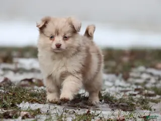 Mixed Breed dogs Teaspoon - Ad 6