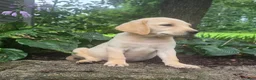 Labrador Retriever dogs for sale: Hank - Ad 9