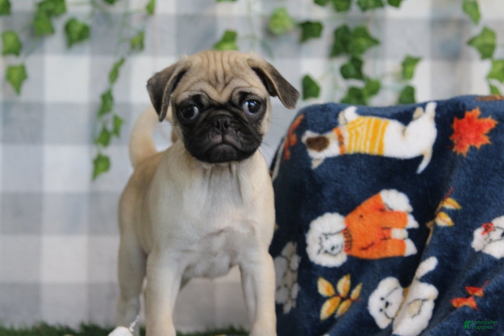 Pug dogs for sale: Glory - Ad 2