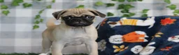 Pug dogs for sale: Glory - Ad 2