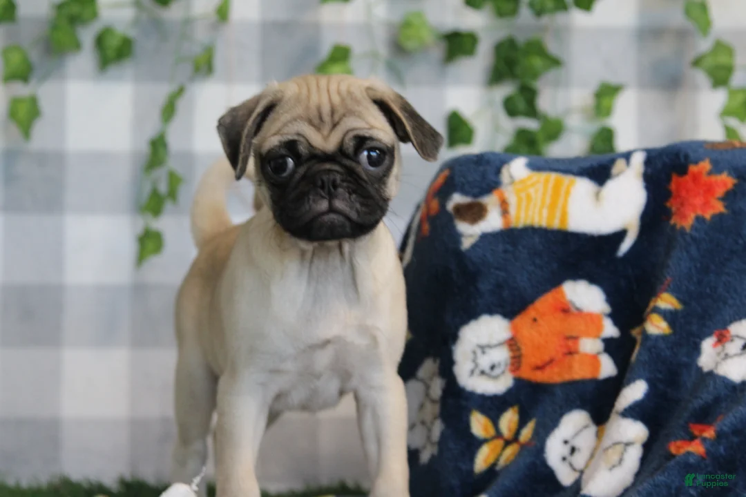 Pug dogs for sale: Glory - Ad 2