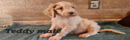 Goldendoodle dogs for sale: Teddy - Ad 1