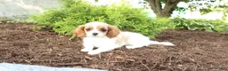 Cavapoo dogs for sale: April - Ad 2