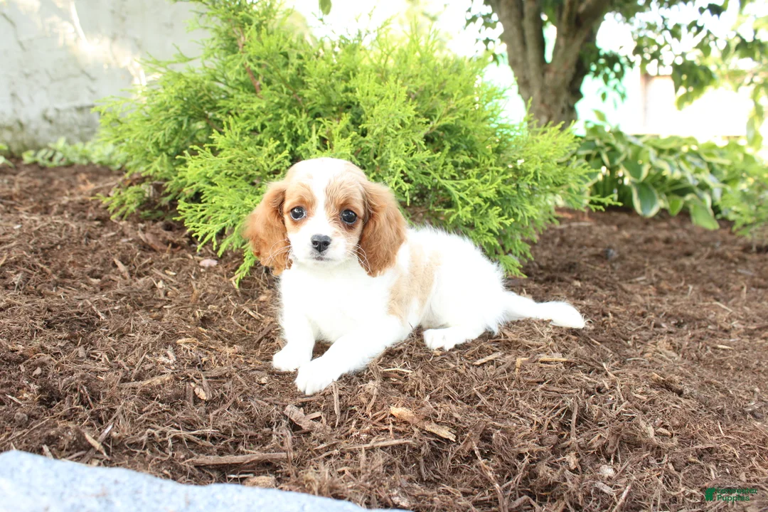 Cavapoo dogs for sale: April - Ad 2