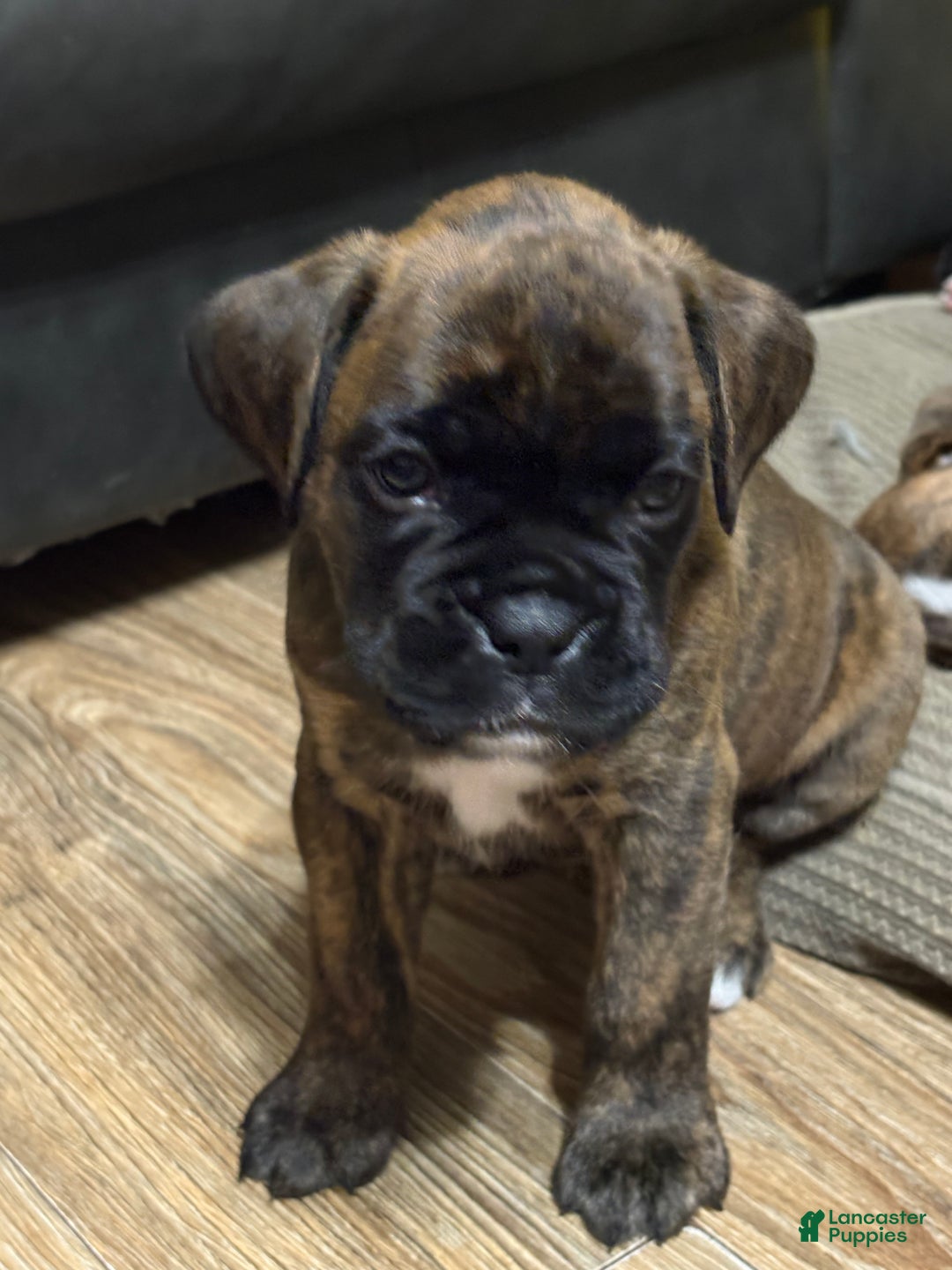 Boxer dogs for sale: Bear - Ad 1